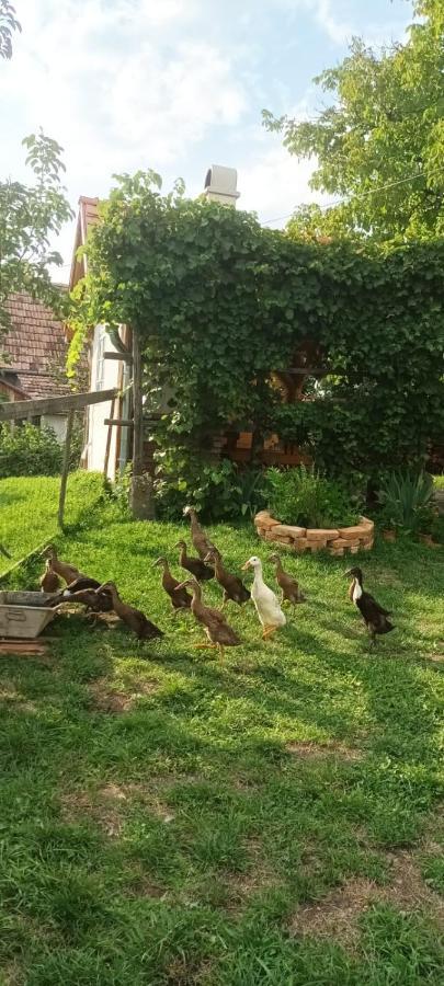 Miklos Lak Ocna de Sus Zewnętrze zdjęcie